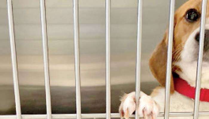 Animal cruelty still punishable by Rs.100 fine  - Animal Welfare Coalition