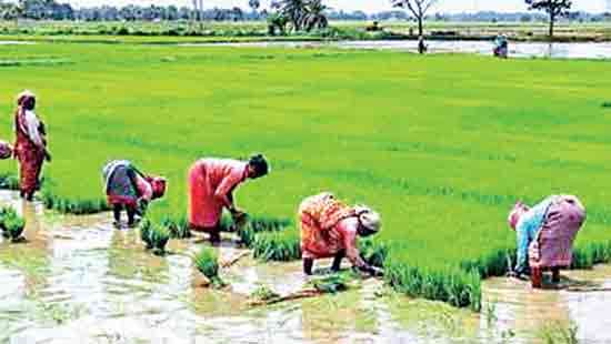 Concessionary pledge loan scheme of Rs.10bn to support paddy millers from January 2026