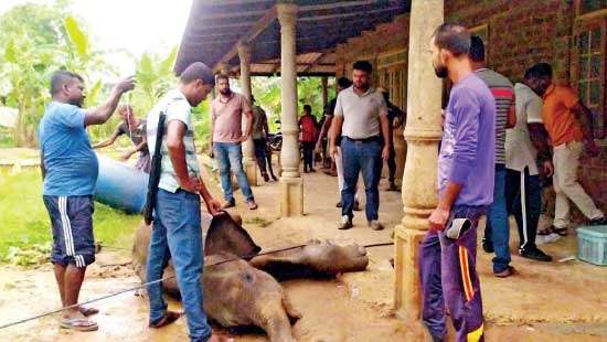 Elephant calf injured by “Hakka Patas” cared for by villagers