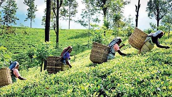 SL likely to miss this year’s tea production and export targets