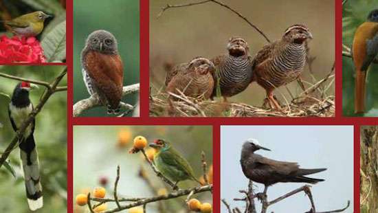 81 bird species ’’threatened’’ in Sri Lanka due to human activities