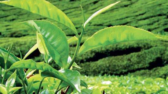 Smaller volumes at Colombo Tea Auction this week