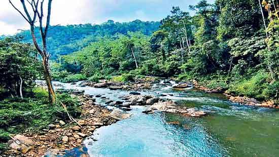 ‘Rainforest Trekking’