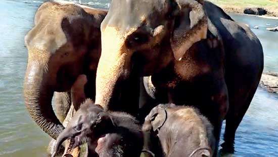 Twin baby elephants given maiden bath