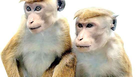 Exporting of  toque monkeys Wildlife Ministry unaware of any such plans: Pavithra