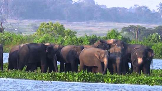 Wild elephants waiting to feed on stubble