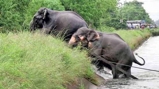Three wild elephants rescued after falling into Maduru Oya