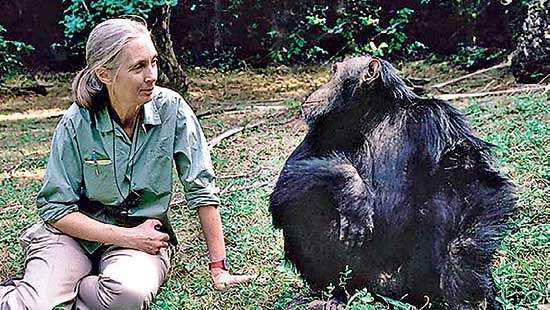 One not to be missed - WNPS Public Lecture By the Legendary Dr Jane Goodall