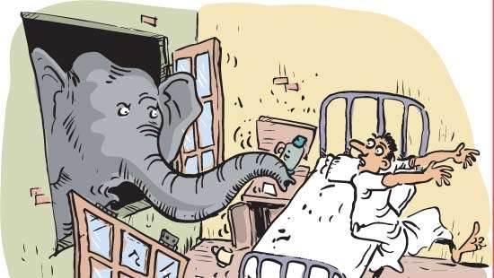 Wild elephant invades Govt. hospital, damages patient bed