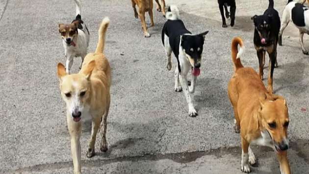 Stray dogs even in Parliament premises; Deputy Minister questions effectiveness of sterilisation
