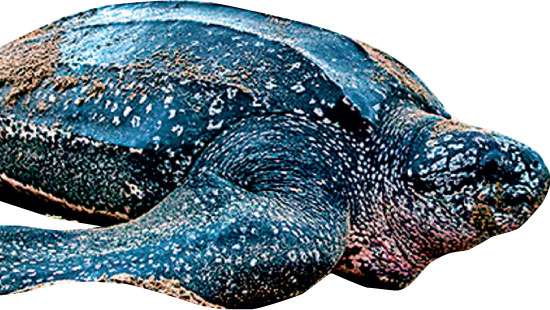 Watch out! Leatherback turtles are coming