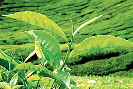 Prices weaken at Colombo Tea Auction this week