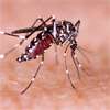 Over 70,000 premises inspected on first day of national dengue control drive