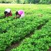 Govt. provides USD 25 million for Smart Climate Irrigation Agriculture Project
