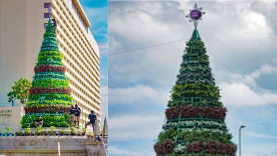 Vegetable Christmas tree emerges from Galle Face