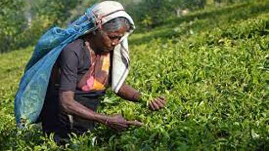 Rs.50 more to estate workers: Treasury to foot the bill