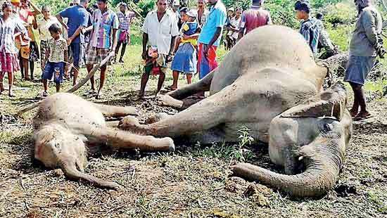 400 wild elephants dead this year