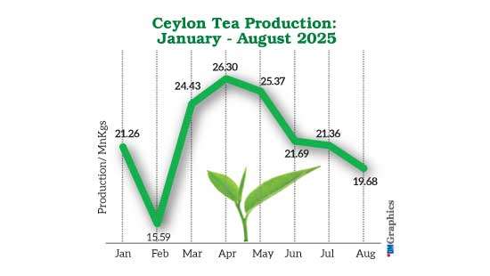 Tea output declines 7.8% YoY in August