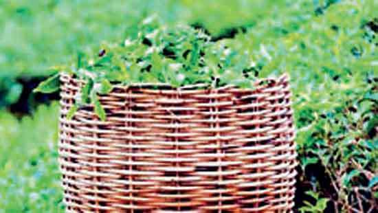 Tea production on recovery path with April output up by nearly 5 mn kgs