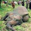 Human-Elephant conflict claims 44 pachyderms, ten people