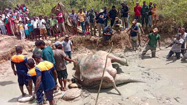 Tusker Bhathiya critical