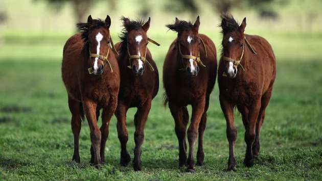 World’s first gene-edited horses are shaking up the genteel sport of polo