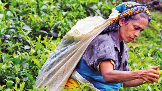 Plantation firms to hold crucial talks on wage hike today