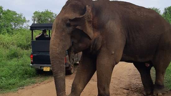 Two killed, 9 injured as safari truck speeding away from wild elephant topples over