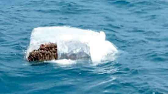 SL Coast Guard seizes massive haul of Kendu leaves