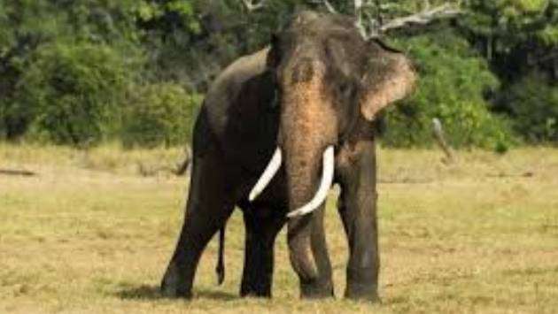 Tusker ‘Sumedha’ who lost one tusk in accident found in the wild