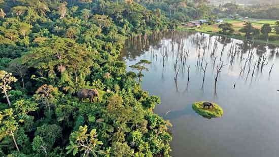 Kivul Oya Project: A Plea to Safeguard  Sri Lanka’s Last Great Forest
