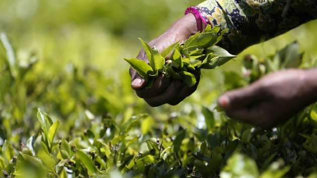 Iran will continue buying Sri Lankan tea despite U.S. tariff warning: Ambassador
