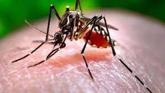 July 25, designated as Dengue Eradication Day