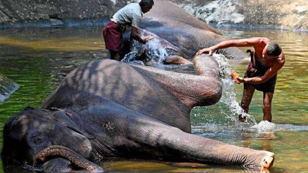 Bath for Perahera elephants
