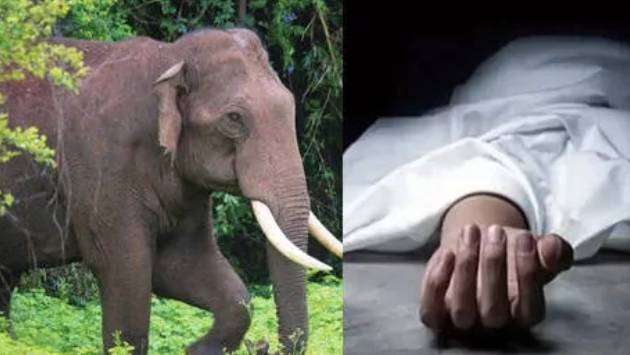 Two killed in wild elephant attack in Aralaganwila