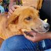 Cabinet approves rabies eradication and dog registration bill