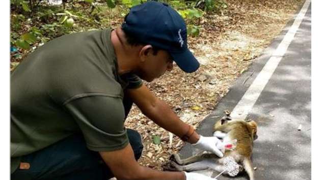 Syphilis-like infection spreading among monkeys in Polonnaruwa - officials
