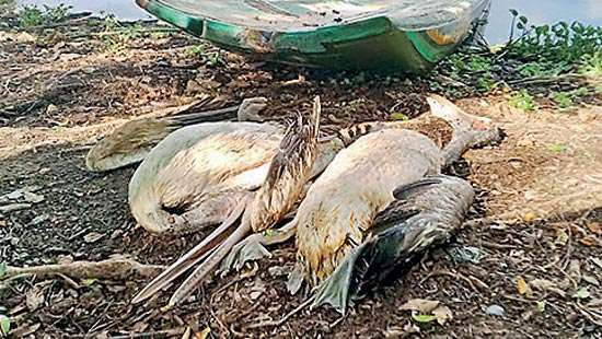 Hundreds of birds and fish dead in Anawilundawa sanctuary Cause under investigation