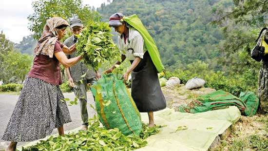 PA calls for collaborative efforts to transform plantation sector