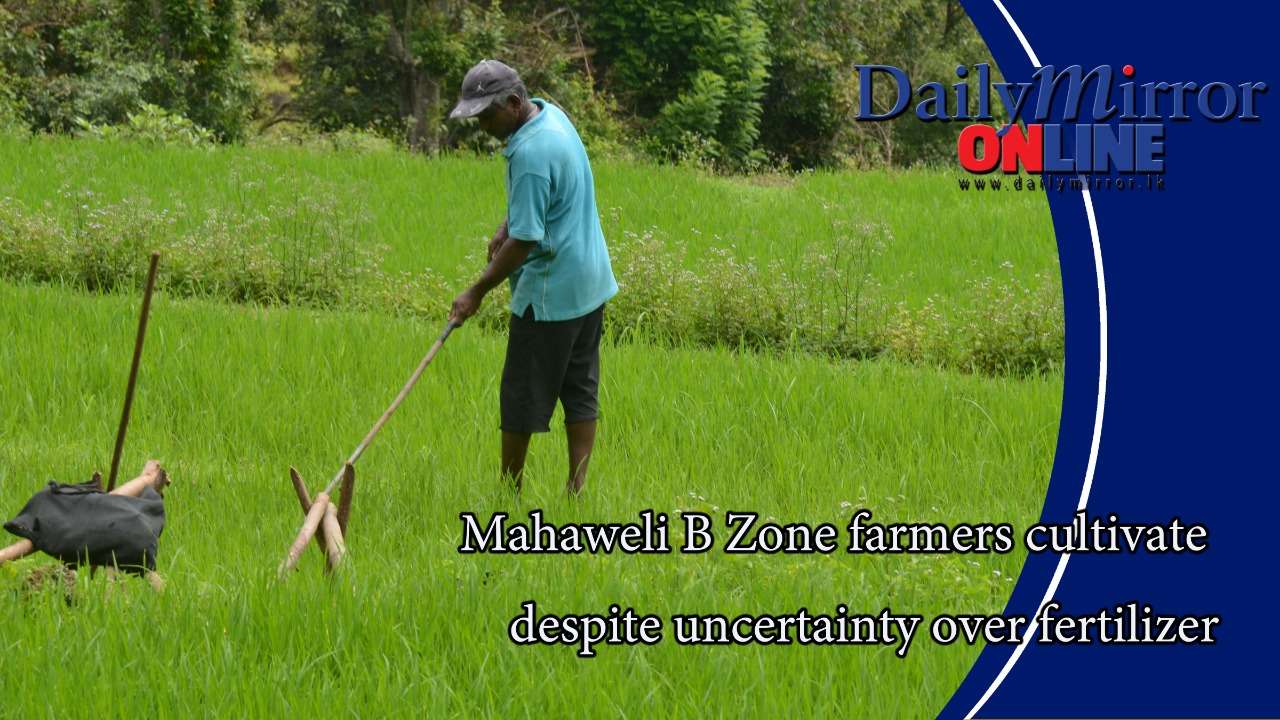 Mahaweli B Zone farmers cultivate despite uncertainty over fertilizer