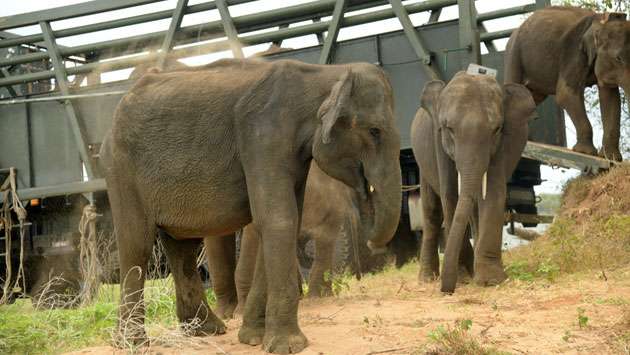 Six elephants released into Udawalawe Maw-Ara forest reserve