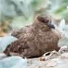 Australia confirms first case of H5N1 bird flu as virus reaches every continent