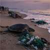 Sea turtle population under threat, earn environmentalists