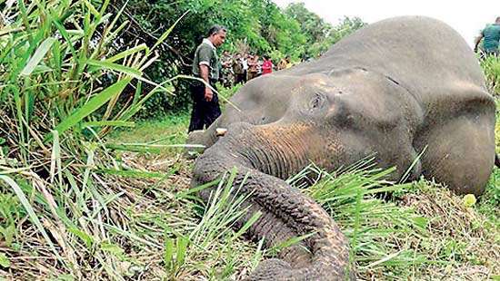 Burnt Elephant, Absent State