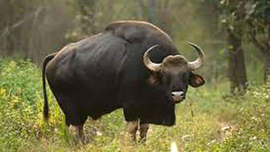 SL denies proposal Indian news report on ‘Bisons’