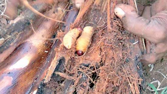 Unidentified pest harms coconut cultivation in Anuradhapura