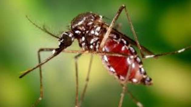 Chikungunya strikes women, middle-aged hardest, study finds