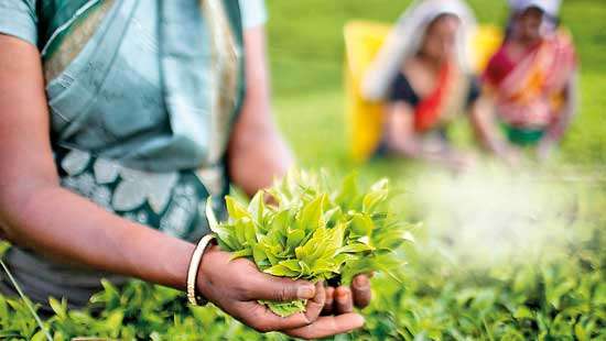 Response to Colombo Diary of Feb.4, 2020 ‘Who Took Tea Plantations to the Brink of Collapse’