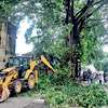 59 trees fall within Colombo in seven days