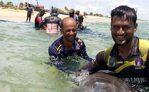 Fishermen in Vadamarachchi rescue 11 Dolphins caught in nets